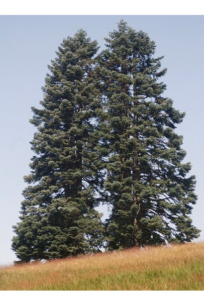 Ялиця Нобіліс: символ елегантності та довговічності у вашому саду.